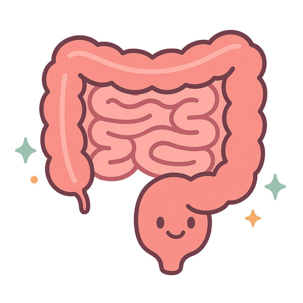 Support Gut Health